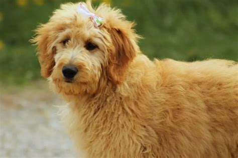 Do Mini Goldendoodles Shed? – Mini Goldendoodle Shedding Guide!