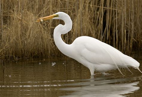 Great Egret - Ardea alba - NatureWorks