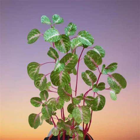 Chicken Gizzard Plant (Iresine herbstii aureoreticulata) Care Indoors