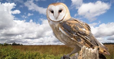 Barn Owl Animal Pictures | A-Z Animals