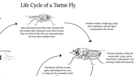 What is the life cycle of tsetse? | Tsetse