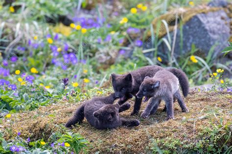 Arctic fox cubs playing - Stock Image - C054/0904 - Science Photo Library