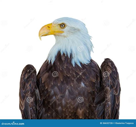 American eagle isolated stock photo. Image of zoology - 36632728