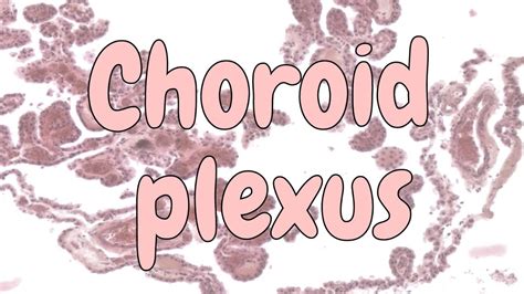 Choroid Plexus Histology