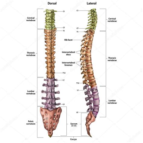 Imágenes: nombres de la columna vertebral | Ilustración Columna ...