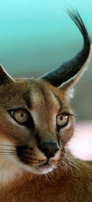 Caracal / Desert Lynx (Caracal caracal)by Achim Mittler | Beautiful ...