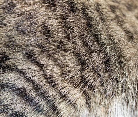 Cat Fur As Background. Texture Stock Image - Image of abstract, color ...