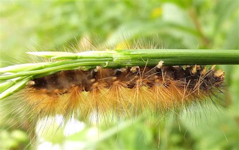 Virginia Tiger Moth Caterpillar | Project Noah