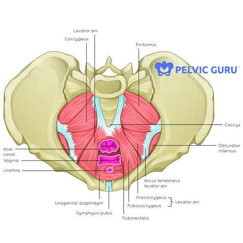 How do I know if I have pelvic floor dysfunction? - Hudson Valley ...