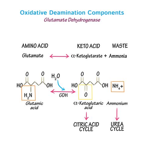 Biochemistry Glossary: Oxidative Deamination | ditki medical ...