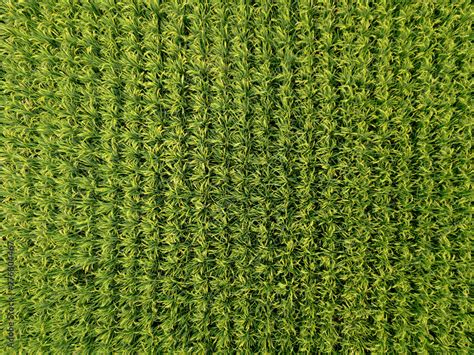 Aerial view of rice, agricultural fields in countryside of Taiwan in ...