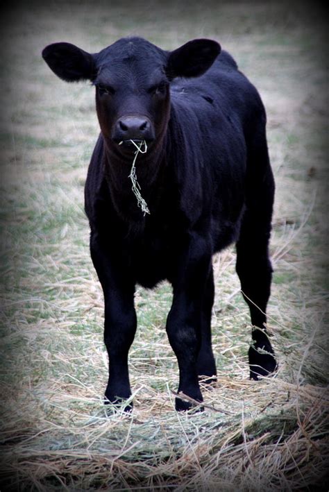 Black Angus Calf Photograph by Tam Graff - Fine Art America