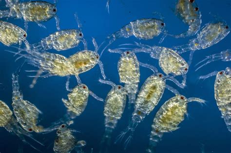 What Do Zooplankton Eat?