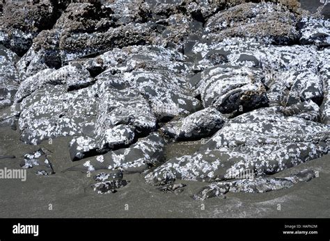 Salmon and fish ladder Stock Photo - Alamy