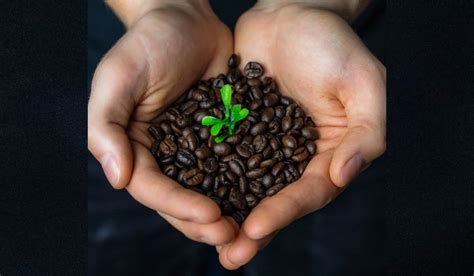 Coffee Plant Care and Growth Tips in 2023