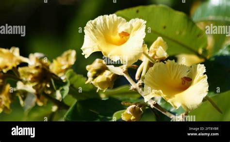 Cerrado flower Stock Videos & Footage - HD and 4K Video Clips - Alamy