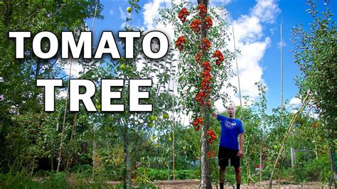 And They Said I was CRAZY for Growing a Tomato Tree... - YouTube