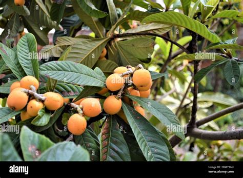 loquat tree fruit Stock Photo - Alamy