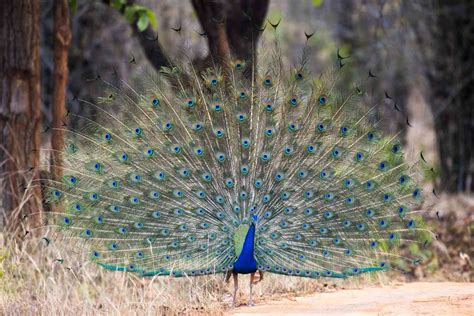 Male Peacocks