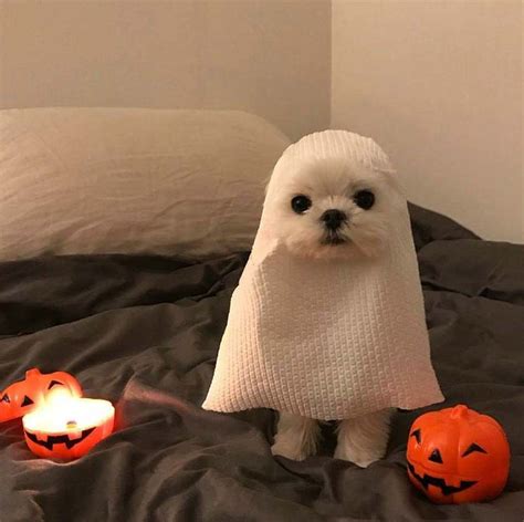 PsBattle: Cute dog in Halloween costume : r/photoshopbattles