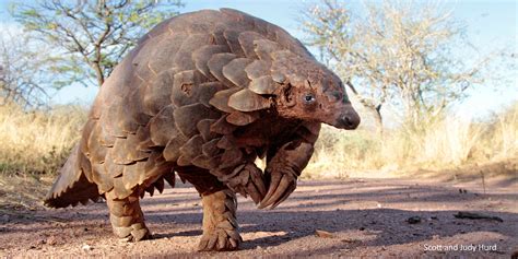 Pangolin conservation | Zoological Society of London (ZSL)