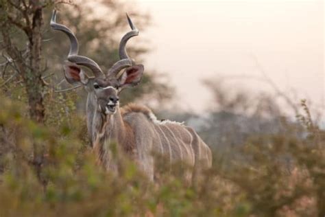 15 African Animals With Horns - Everything You Need to Know