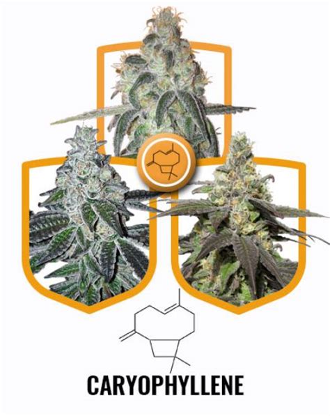 Buy Caryophyllene Terpene Pack Seeds at the best price!