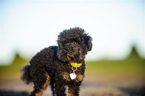 Teacup Poodle: Dog Breed Guide - Dog Academy