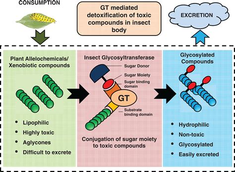 Glycosyltransferases: the multifaceted enzymatic regulator in insects ...