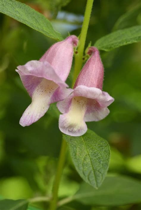 Sesame Plant and Flower, Sesamum Indicum, Plant Called Benne Stock ...