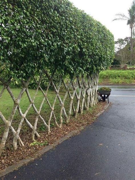 The way these bushes create a fence. : r/DesignPorn