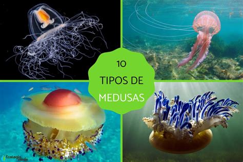 10 tipos de medusas - Nombres, características y FOTOS