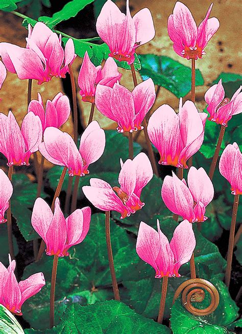 Buy hederifolium Bulbs Online - Cyclamen, Spring- Bloms Bulbs UK