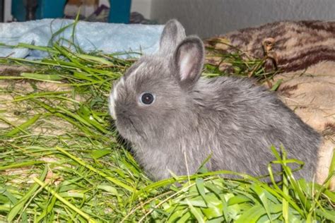 Jersey Wooly Rabbit: Pictures, Care Guide, Lifespan & Traits | Hepper