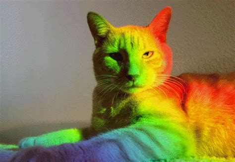 Rainbowcat GIFs - Find & Share on GIPHY