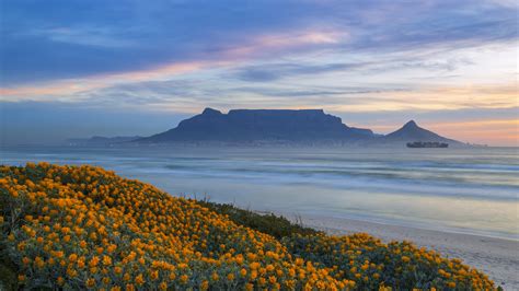 Table Mountain at sunset with spring flowers along the coastline, South ...