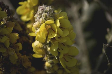 Mullein Flowers Yellow - Free photo on Pixabay - Pixabay