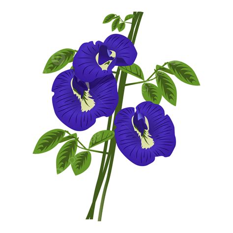 Butterfly Pea Flower, Eagle, Eagle Flower, Butterflypea PNG Transparent ...