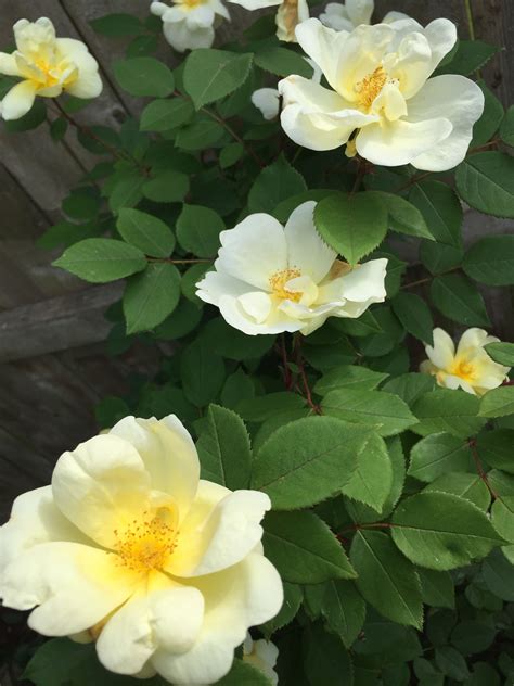 Yellow Knockout Roses - easy to grow, doesn't need much care. Very ...