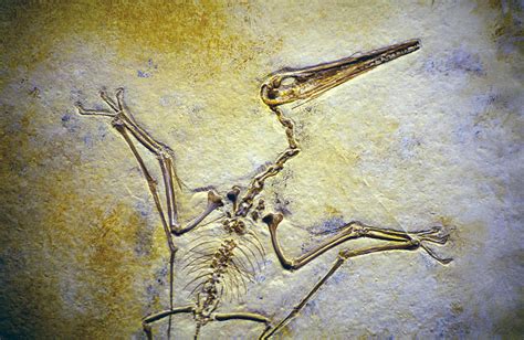 Pterodactyl Fossil Photograph by Buddy Mays - Pixels