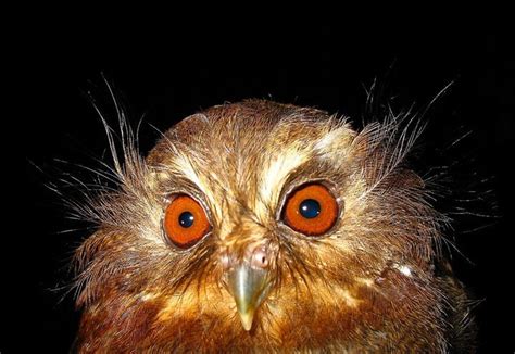 Long-whiskered Owlet (Xenoglaux loweryi) Facial Close-up - Picture 2 in ...