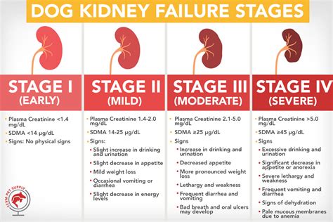 Dog Kidney Failure: Stages Chart and Resources - TCVM Pet Supply