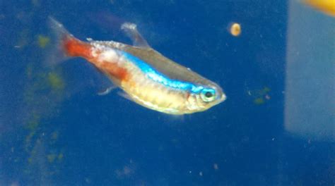 Neon Tetra Disease? What to do?? | AquariaCentral.com