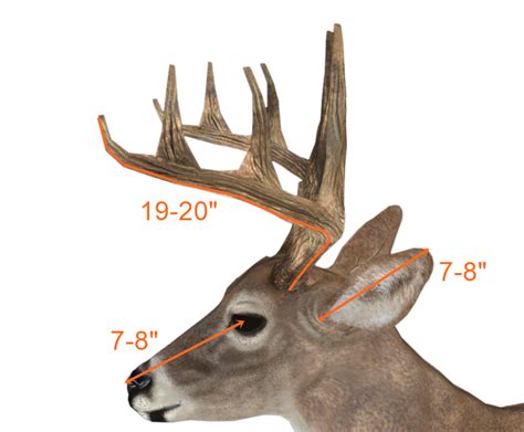 150 class whitetail Archives | BuckScore