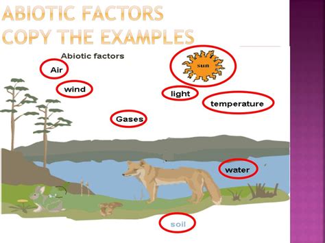 Biotic Factors