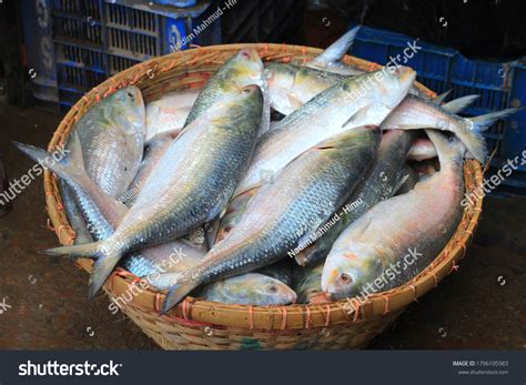 350 National Fish Bangladesh Images, Stock Photos & Vectors | Shutterstock