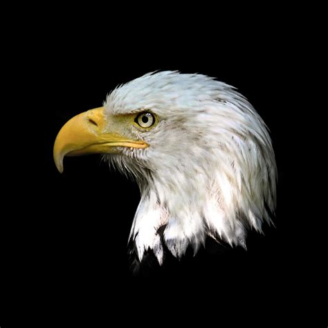 Bald Eagle Head Close Up Photograph by Steve McKinzie