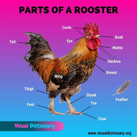 Chicken Anatomy: 16 External Parts of A Chicken You Should Know ...