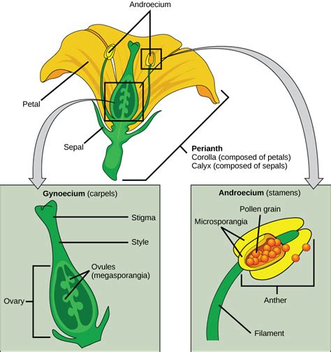 Flower Structure | Biology for Majors II