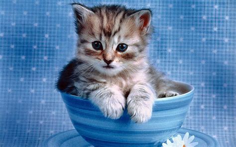 Cute Kitten Wallpaper - Kittens Wallpaper (16094683) - Fanpop - Page 6